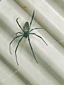 Nephila_pilipes_F0744_Z_79_Palmerstone park_Australie